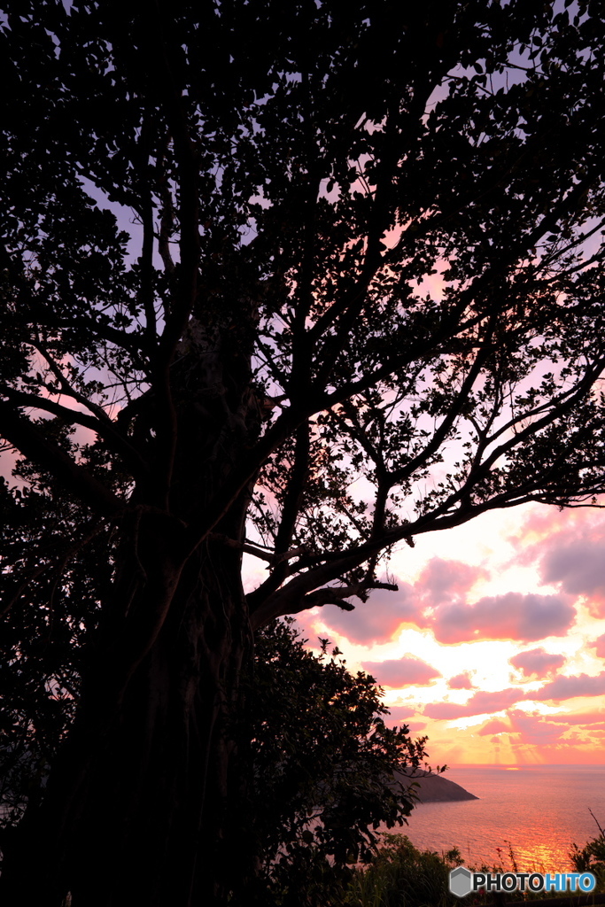 Banyan sunset