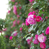 rose garden