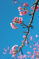 憐桜