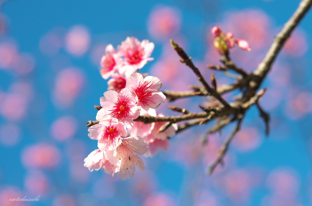 柔桜