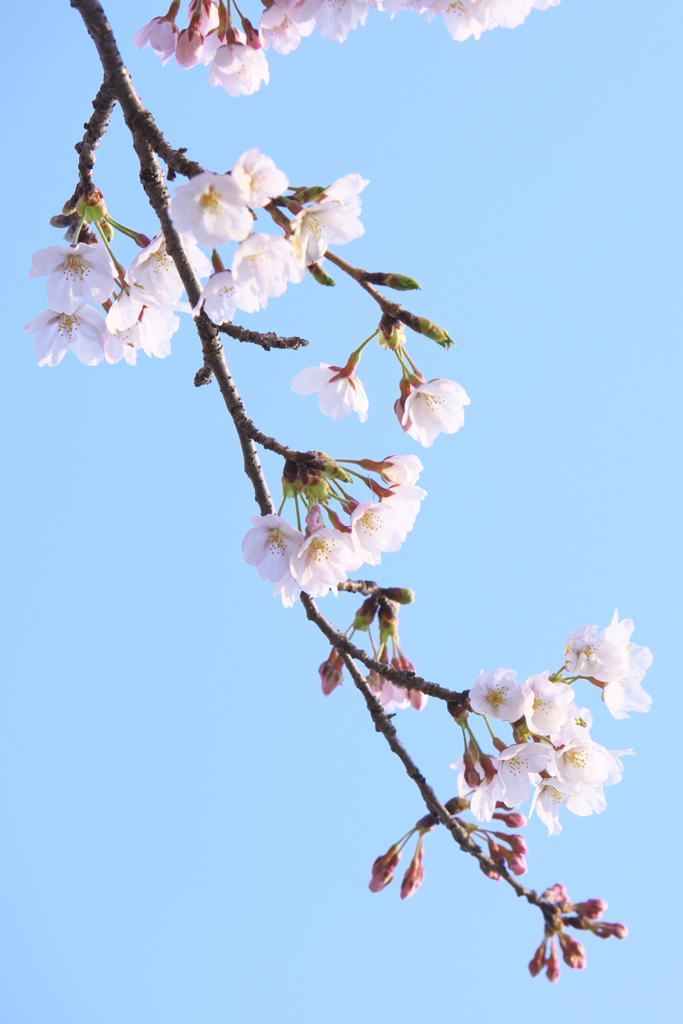 sakura pastel