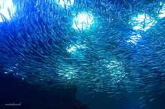 a school of sardines　