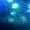 a school of sardines　