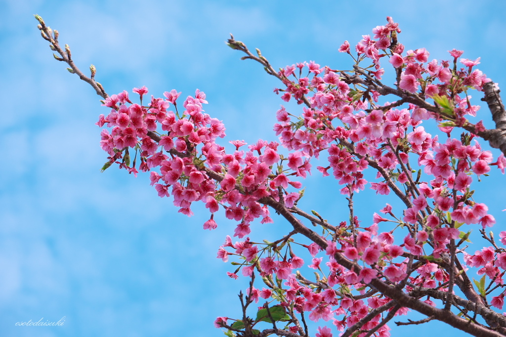 いちばん桜