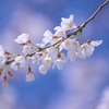 若桜