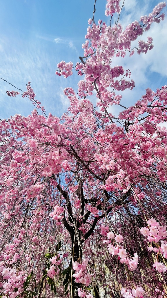 幸桜
