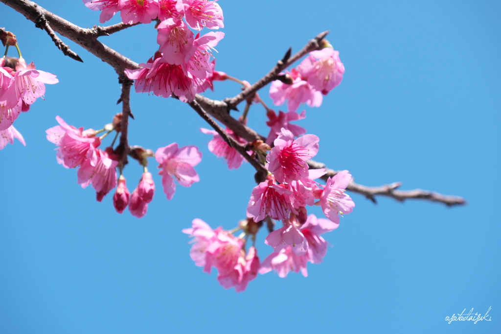 Prunus campanulata