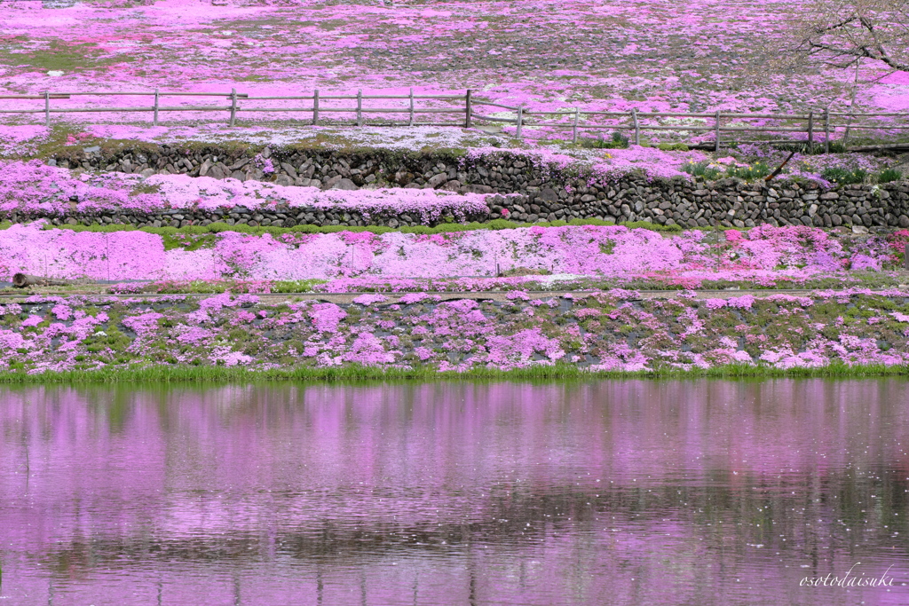 Phlox subulata