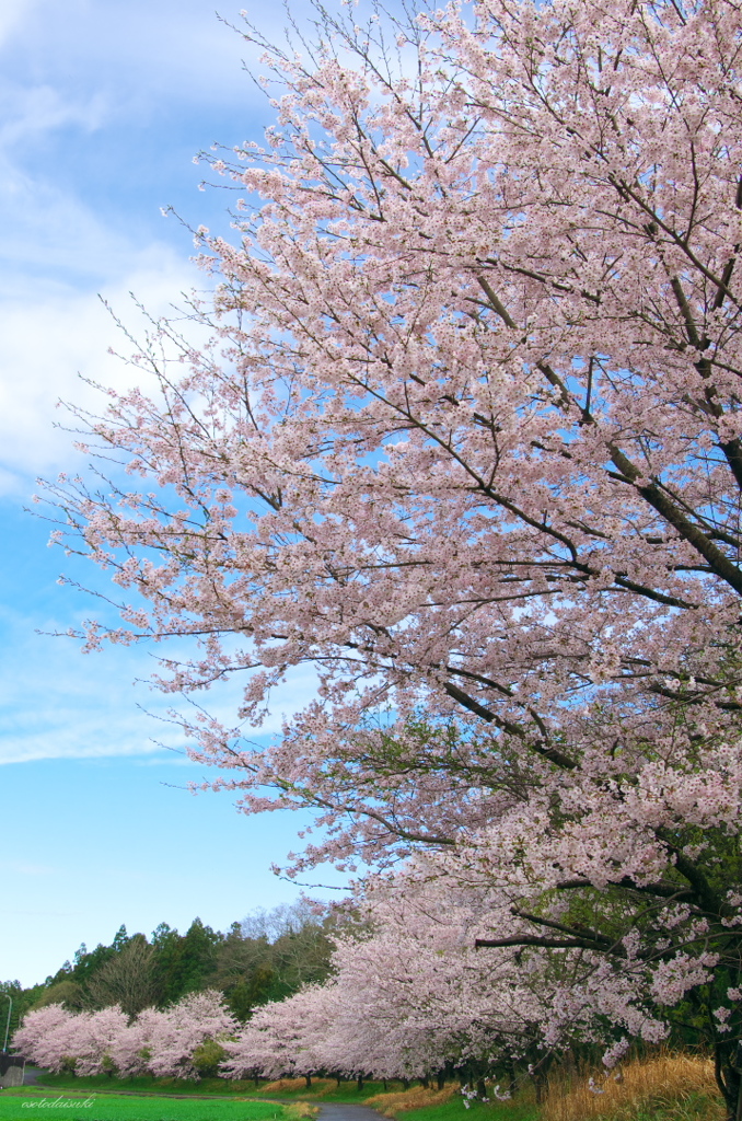 花燃ゆ＾＾