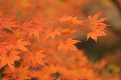 橙
