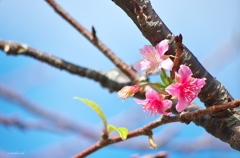 Cerasus cerasoides 