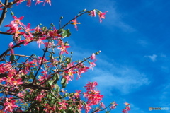 Ceiba speciosa