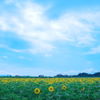 North wind