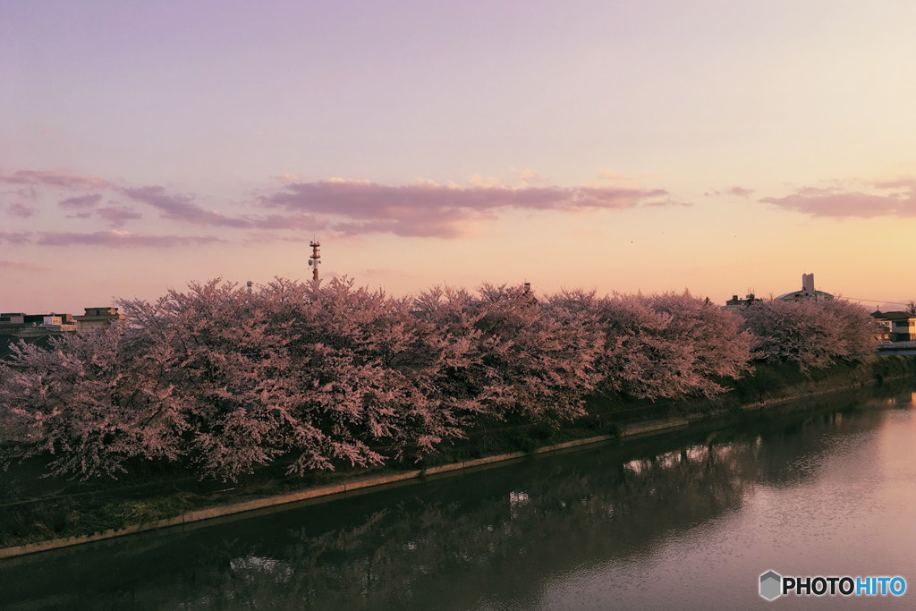 夕暮桜