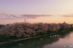 夕暮桜