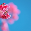 桜鮮