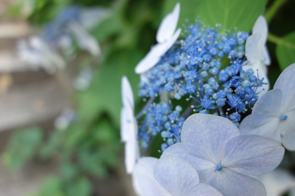 紫陽花日和