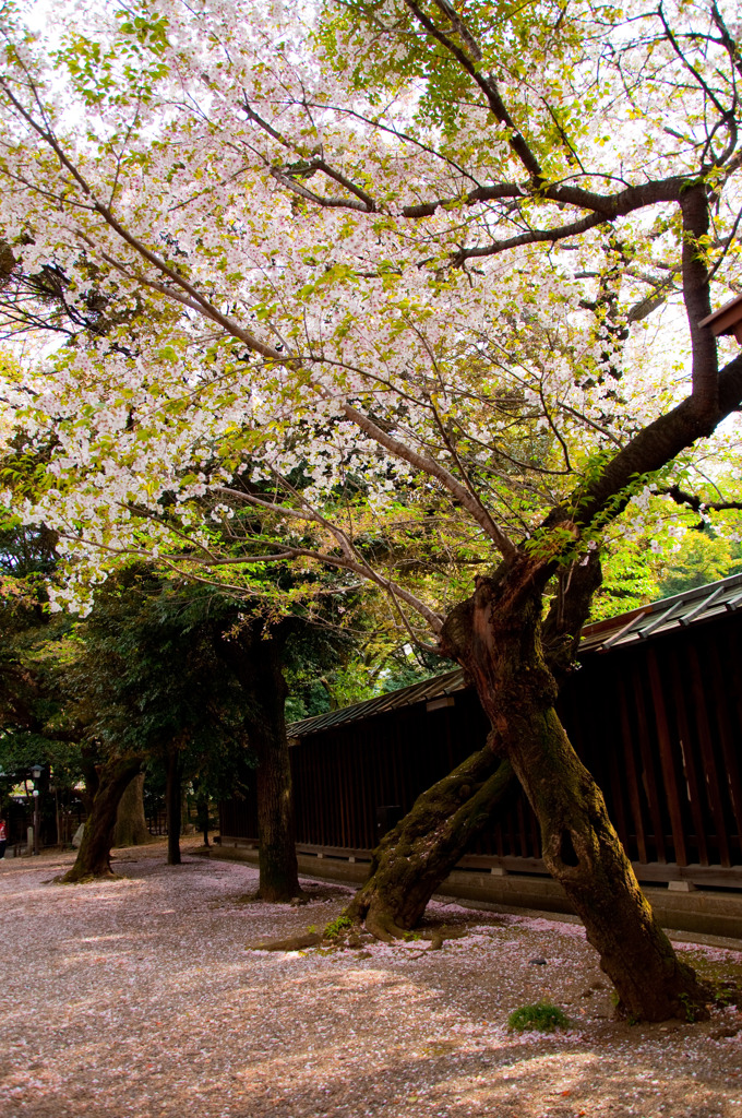 葉桜も悪くはない