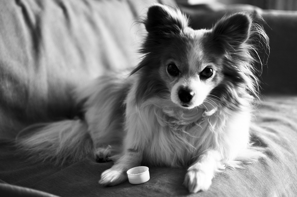 Papillon in Black & White 1