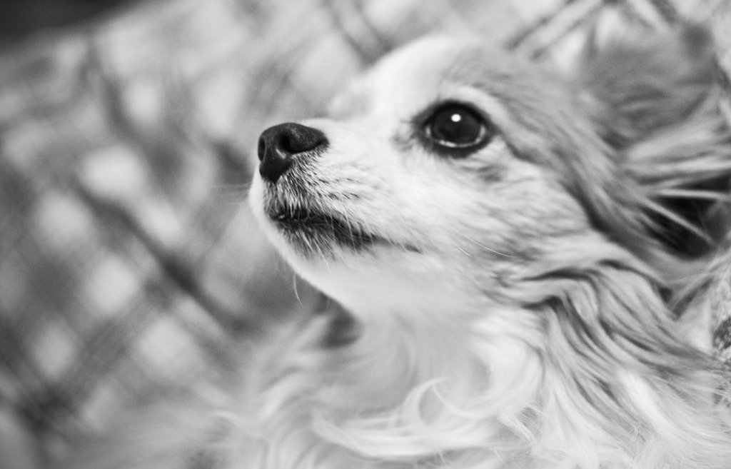 Papillon in Black & White 4