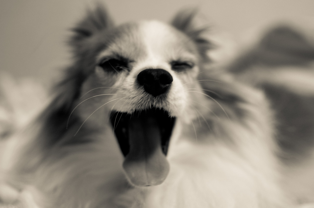 Big Yawn!