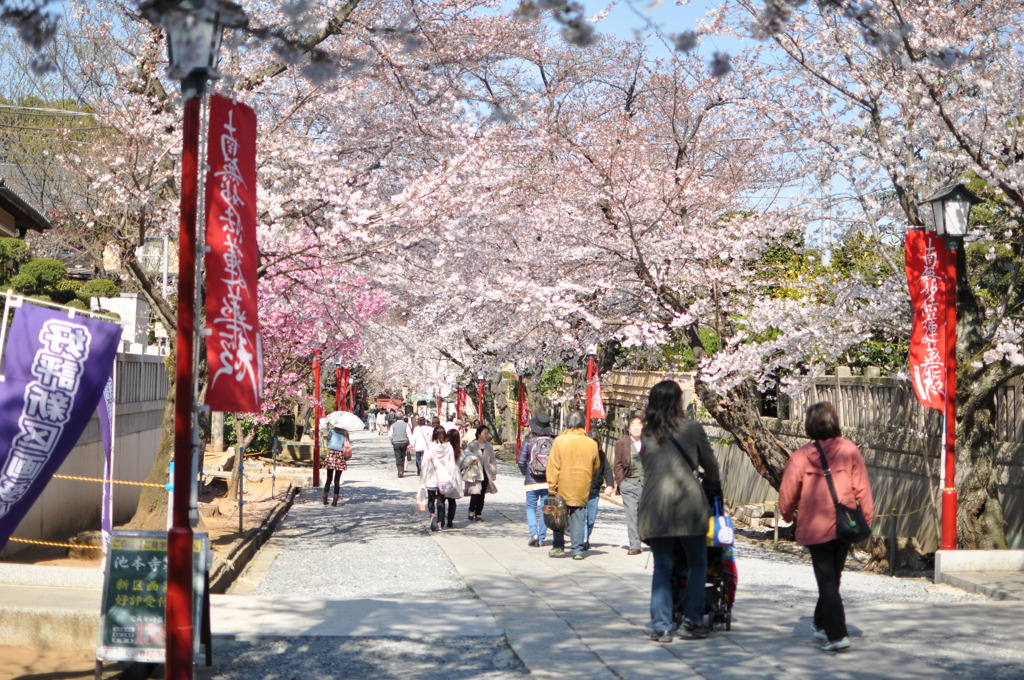 春の到来　法華経寺