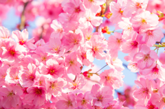 Sakura So Beautifully Blooming