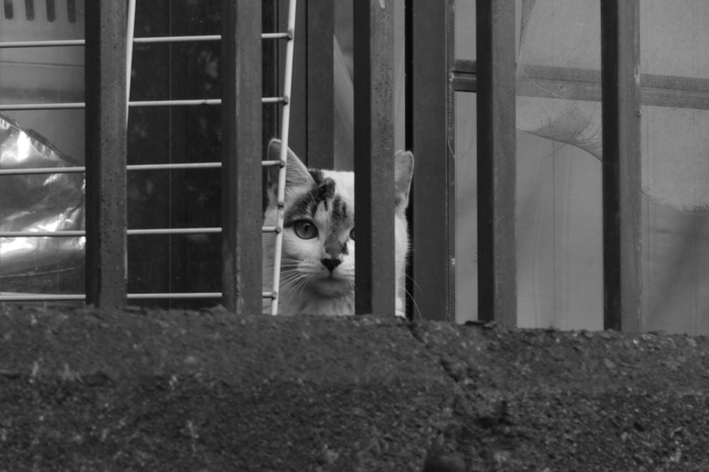 野良猫１