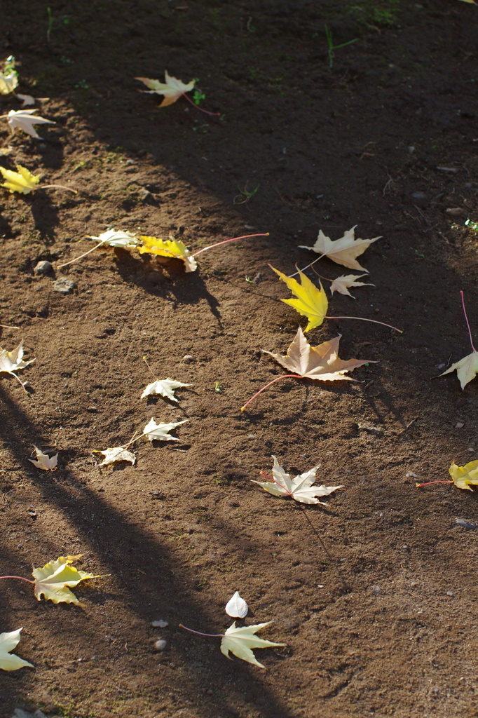 落葉