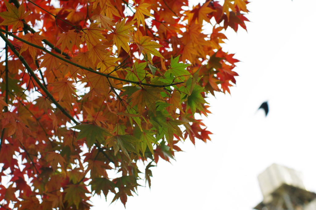 紅葉２