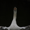 白鳥　その1