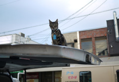 シマネコヤマト