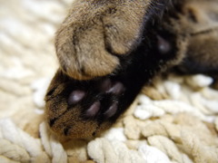 猫の手