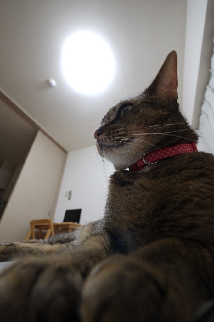 猫、巨大化