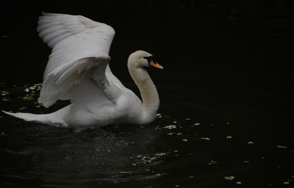 白鳥　その2