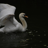 白鳥　その2