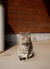 困り顔の猫