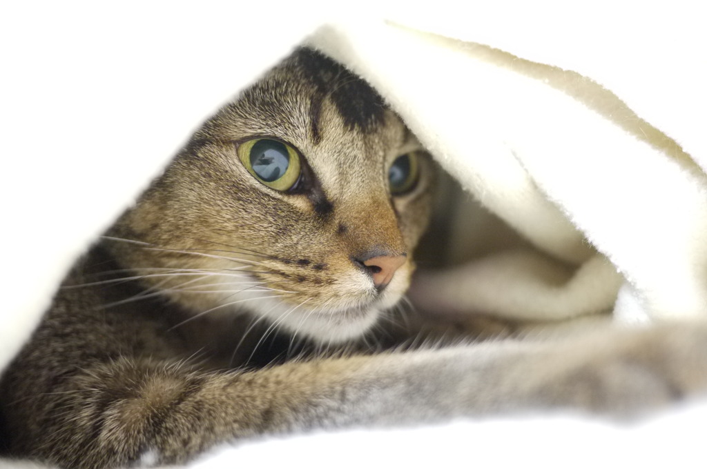 ソフト猫
