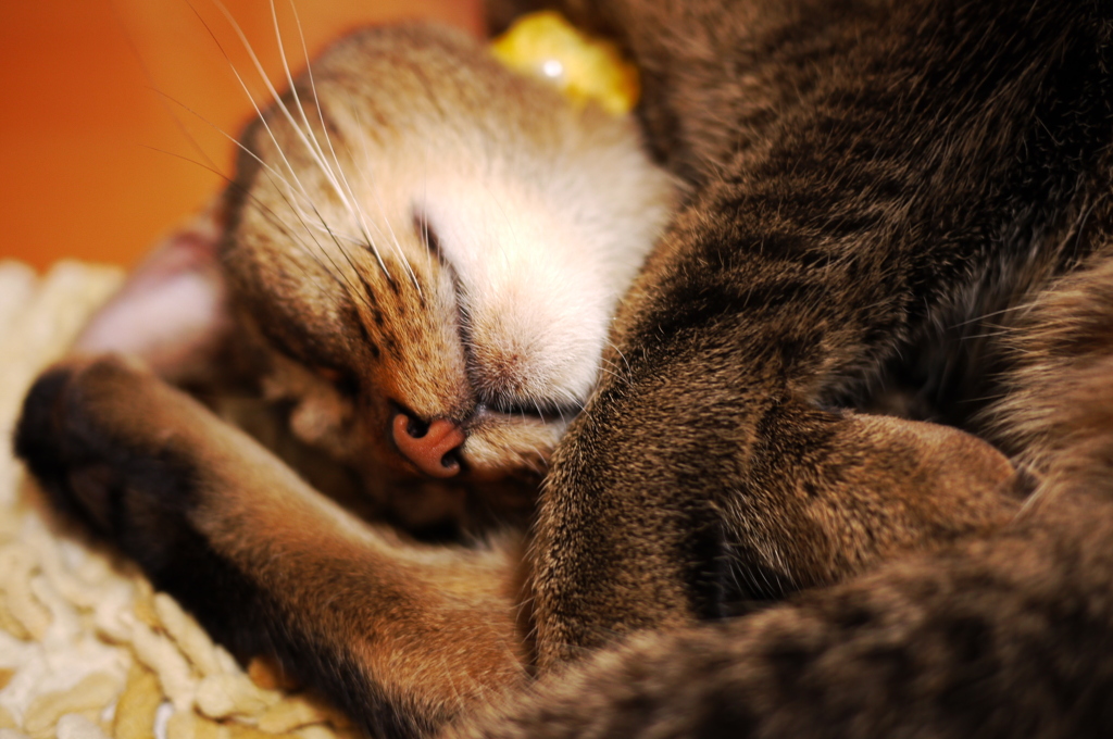 良いお年を～～ｚｚｚ