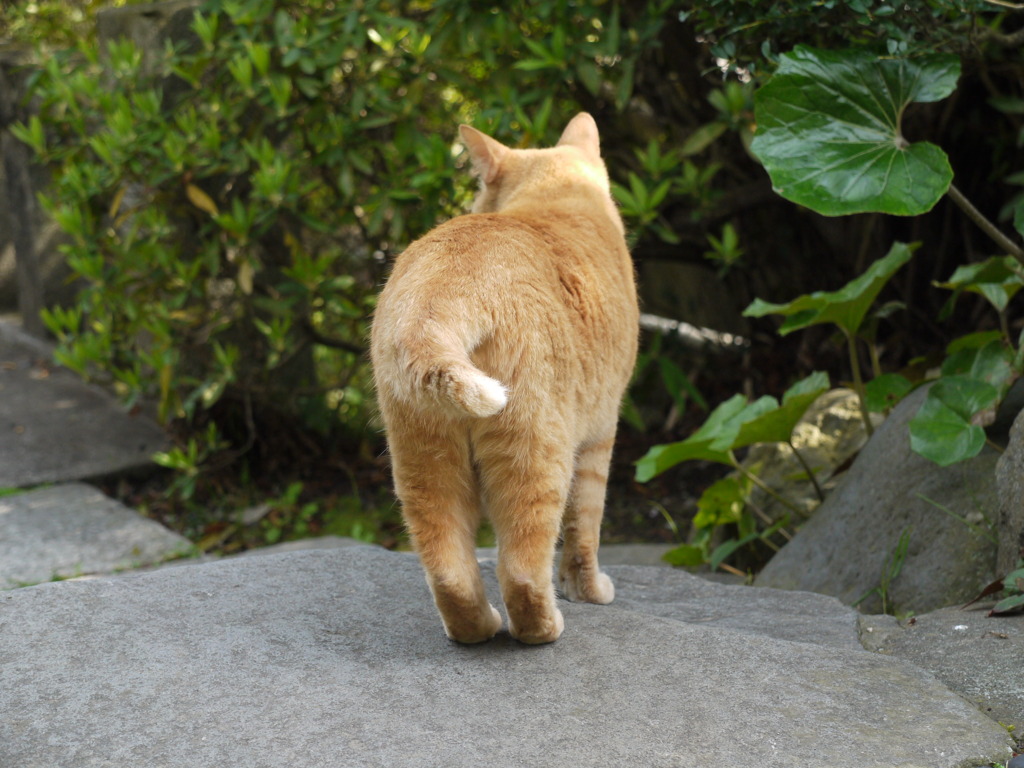 猫のおしり