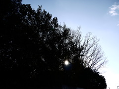 林の中のダイアモンド