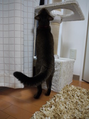 尻尾ボンボン