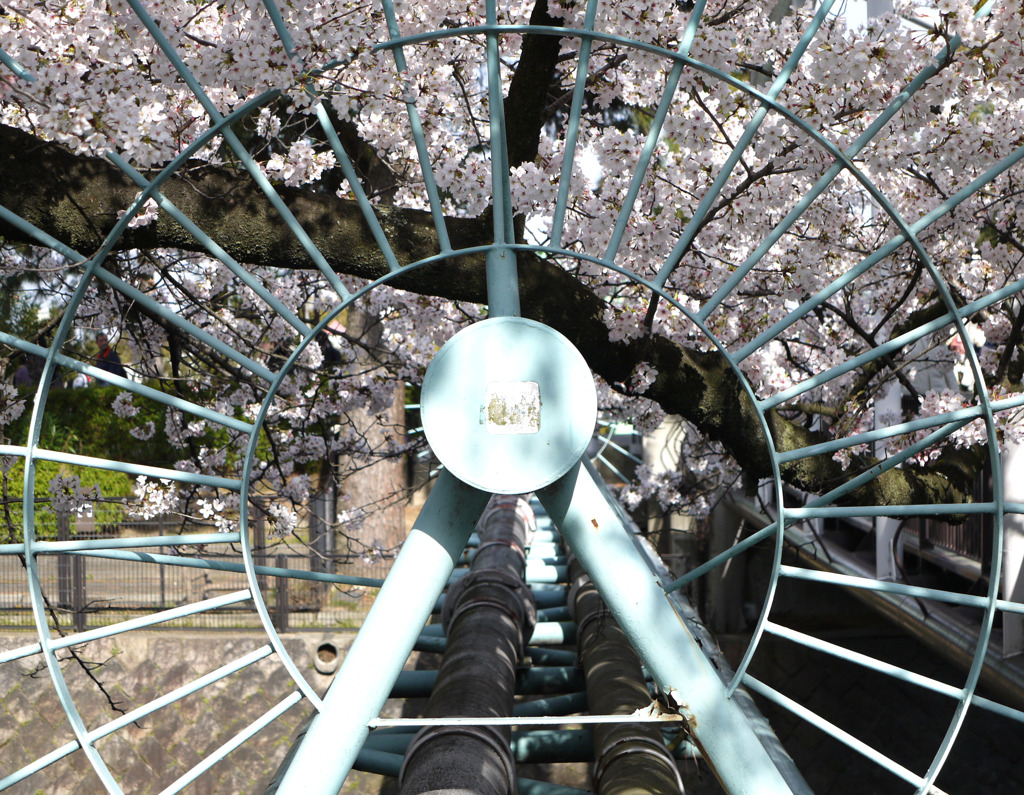 桜にロックオン