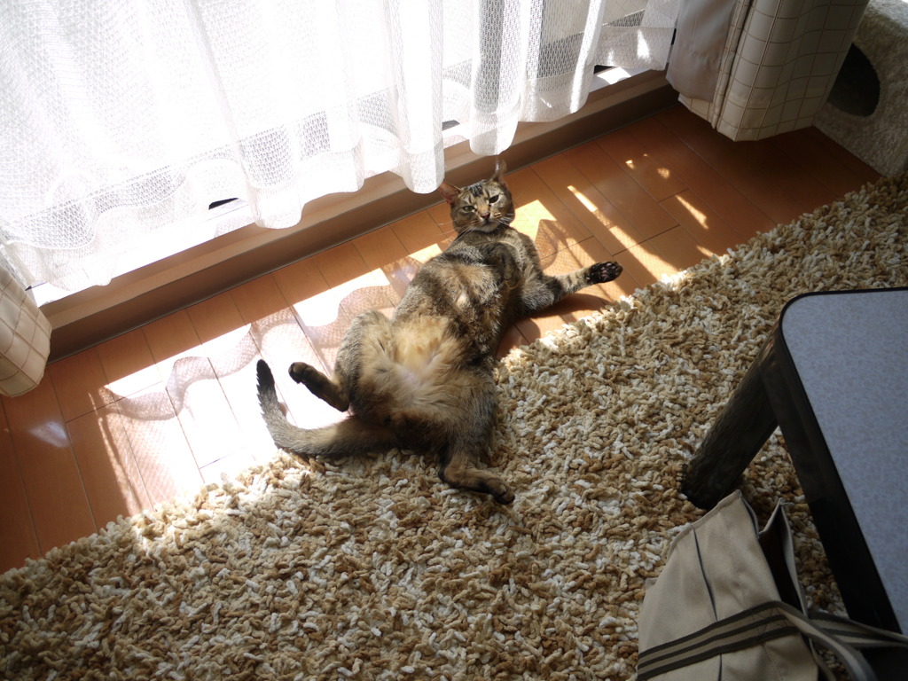 「なんか用？」