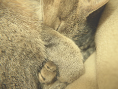 ぎゅっ