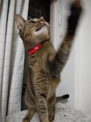 猫チョップ！