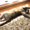 猫踊り