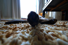毛の生えたなにか