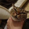 やらせ