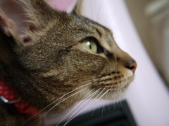 横顔